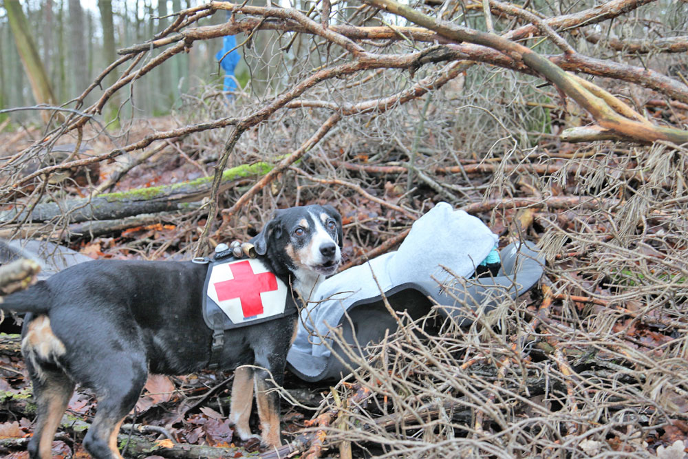 Rettungshund „Pünktchen“ hat im Unterholz im Wald ein vermisstes Mädchen gefunden.
